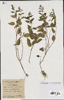 spécimen de Scutellaria lateriflora