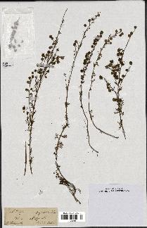 spécimen de Artemisia rupestris