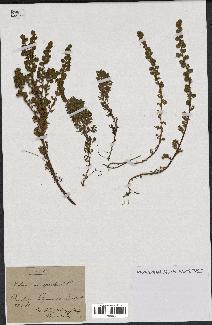 spécimen de Artemisia rupestris