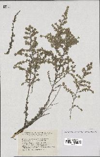 spécimen de Artemisia herba-alba