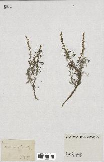 spécimen de Artemisia herba-alba