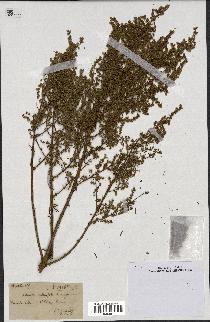 spécimen de Artemisia crithmifolia