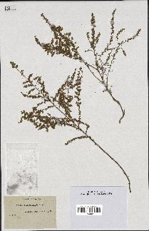 spécimen de Artemisia aragonensis