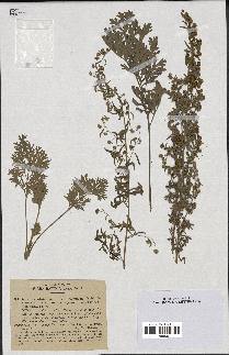 spécimen de Artemisia absinthium