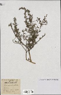 spécimen de Artemisia herba-alba