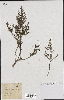 spécimen de Artemisia herba-alba