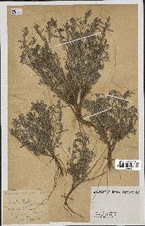 spécimen de Artemisia herba-alba