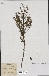 spécimen de Artemisia campestris