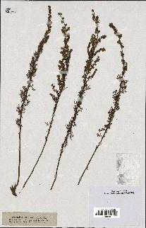 spécimen de Artemisia chamaemelifolia