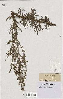 spécimen de Artemisia absinthium