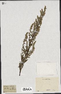 spécimen de Artemisia vulgaris