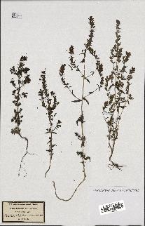 spécimen de Odontites vulgaris