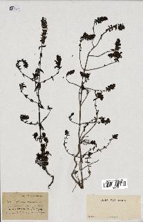 spécimen de Odontites vulgaris