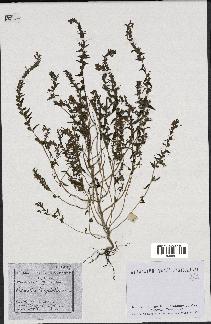 spécimen de Odontites vulgaris