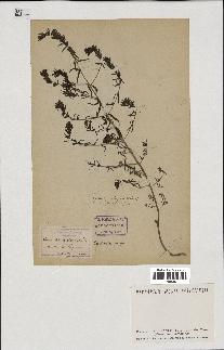 spécimen de Odontites vulgaris