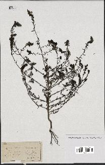 spécimen de Odontites vulgaris