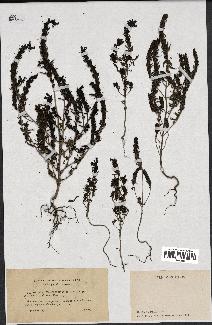 spécimen de Odontites vulgaris