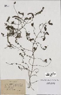 spécimen de Odontites vulgaris