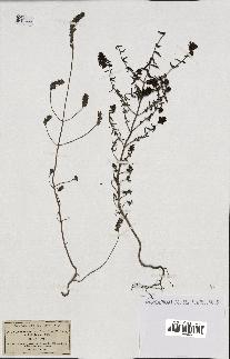 spécimen de Odontites vulgaris