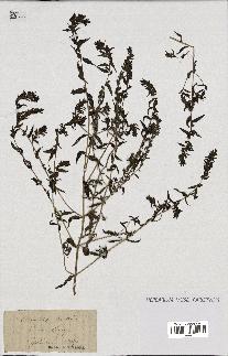 spécimen de Odontites vulgaris