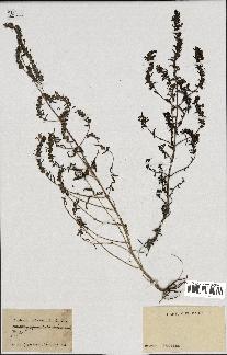 spécimen de Odontites vulgaris