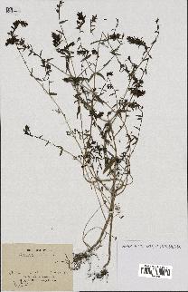 spécimen de Odontites vulgaris