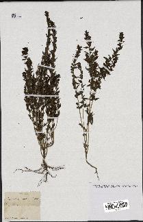 spécimen de Odontites vulgaris