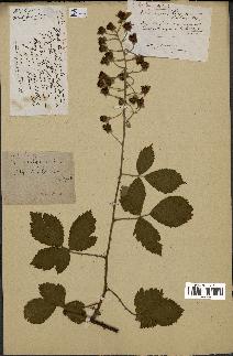 spécimen de Rubus carpinifolius