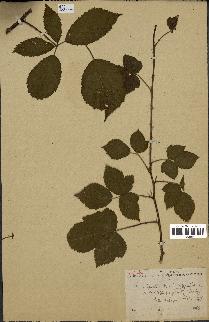 spécimen de Rubus carpinifolius