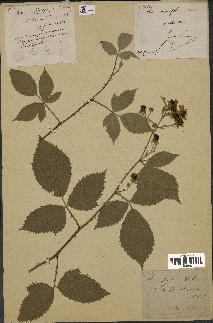 spécimen de Rubus carpinifolius