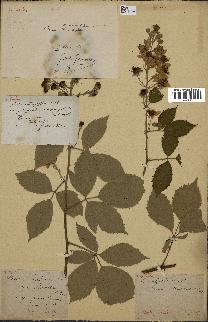 spécimen de Rubus carpinifolius