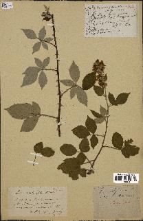 spécimen de Rubus carpinifolius