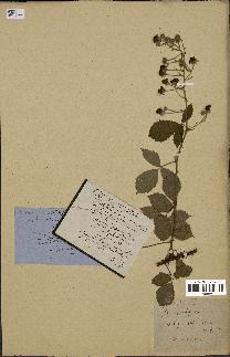 spécimen de Rubus thyrsoideus