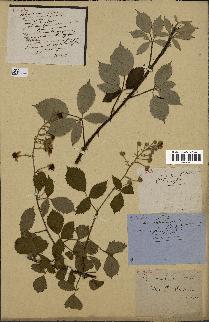 spécimen de Rubus thyrsoideus