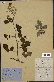 spécimen de Rubus ulmifolius