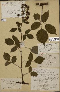 spécimen de Rubus prolongatus