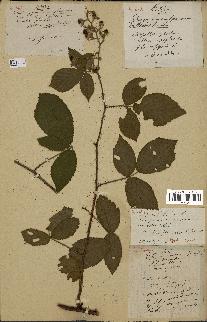 spécimen de Rubus flexuosus