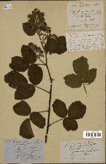 spécimen de Rubus subcanus