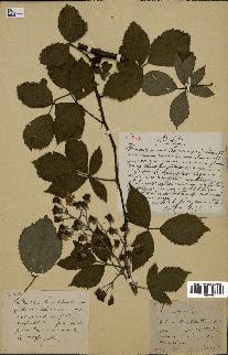 spécimen de Rubus vulgaris