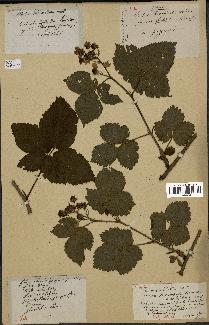 spécimen de Rubus divaricatus