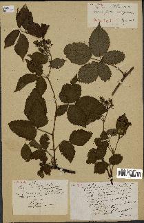 spécimen de Rubus nitidus