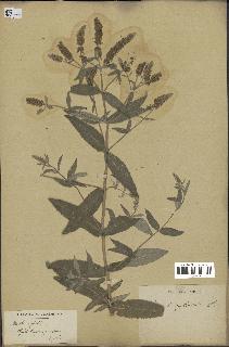 spécimen de Mentha sylvestris