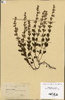 spécimen de Teucrium lucidum