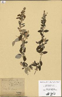 spécimen de Teucrium fruticans