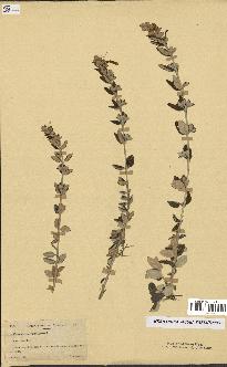 spécimen de Teucrium fruticans