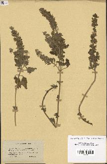 spécimen de Teucrium bracteatum