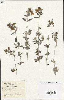 spécimen de Teucrium fruticans