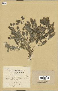 spécimen de Teucrium polium