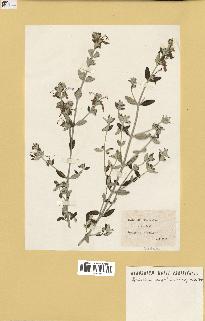 spécimen de Teucrium fruticans