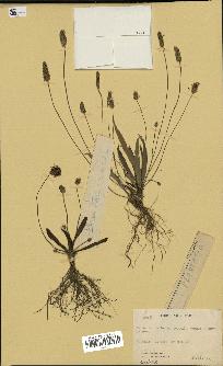 spécimen de Plantago sp.